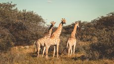 Gmundner Lodge Namibia