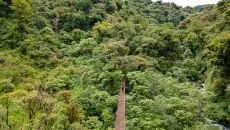 Hanging Bridges 2 Isla Palenque