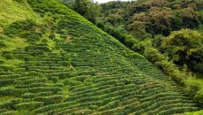 Tea Tour 1 Isla Palenque