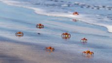 Isla Palenque Highlights 2 Isla Palenque