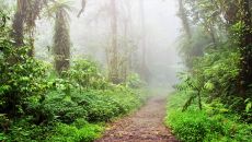 CLOUD FOREST RESERVE
