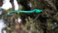 Quetzal bird