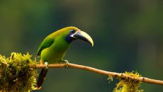 Northern Emerald Toucanet bird
