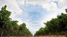 Vineyard at Banyan Tree Veya Valle de Guadalupe