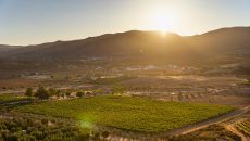 Panoramic View at Banyan Tree Veya Valle de Guadalupe