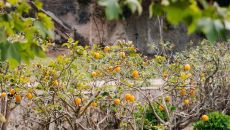 Exteriors at Valverde Sintra Palacio De Seteais