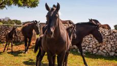 horses AT Cap Menorca Relais Chateaux