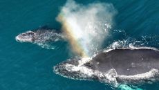 Nature at Waldorf Astoria Costa Rica Punta Cacique