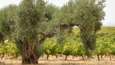 Centenary olive trees and old vines at Quinta do Paral