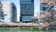 See more information about Sofitel Ambassador Seoul Hotel & Serviced Residences Exterior cherry blossom at SOFITEL Ambassador Seoul Hotel
