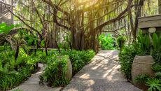 ALRSR Landscape 5 at An Lam Retreats Saigon River