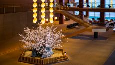 See more information about The Okura Tokyo Prestige Lobby sakura The Okura Tokyo 2026